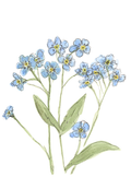 "Forget-me-nots"