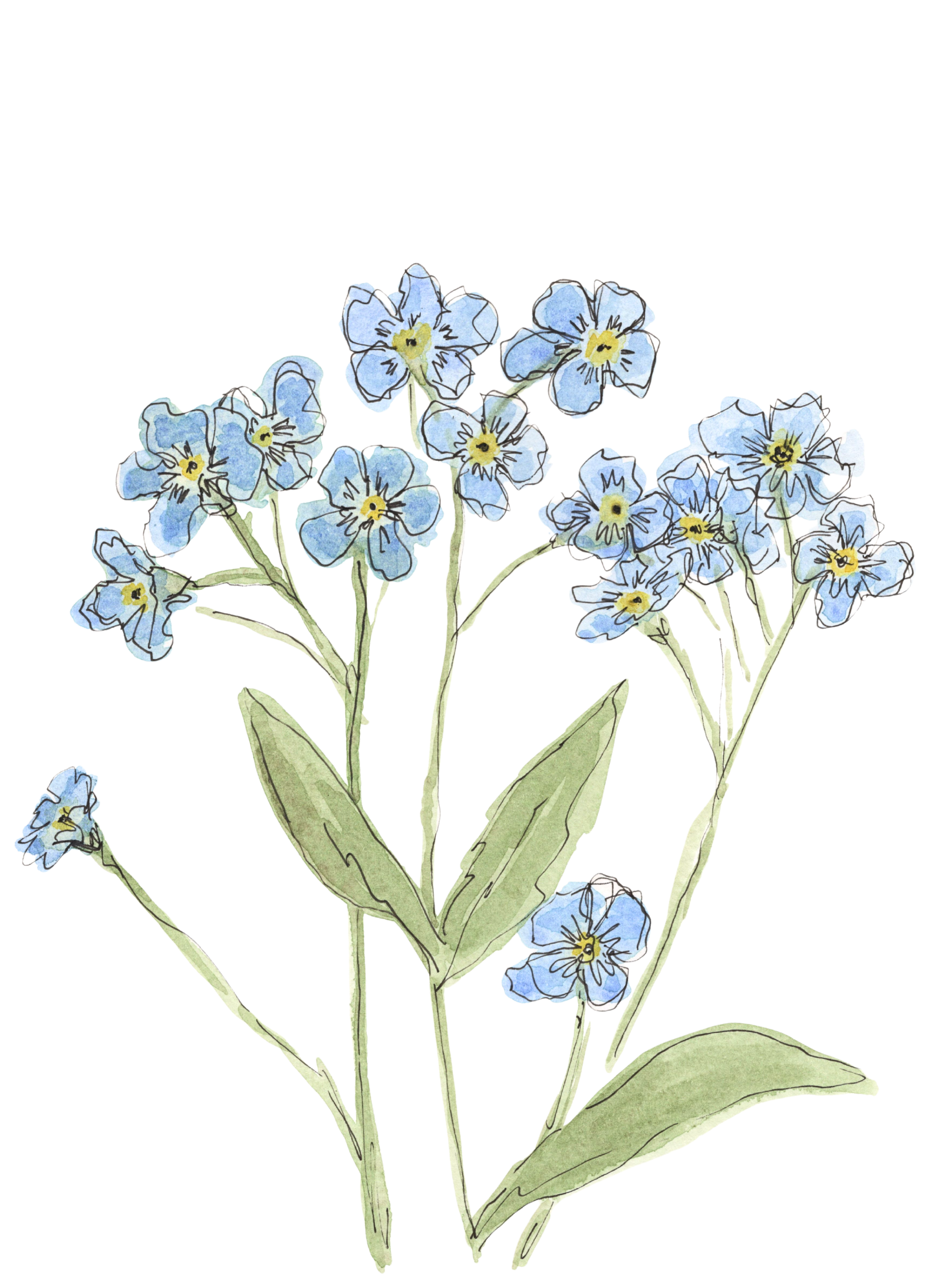 "Forget-me-nots"